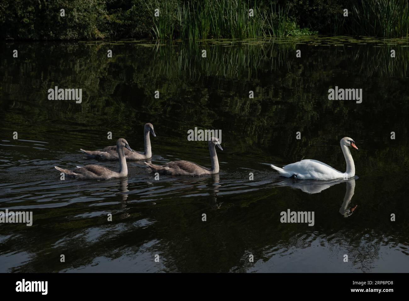 Mother Mute Swan and three signets swimming Stock Photo