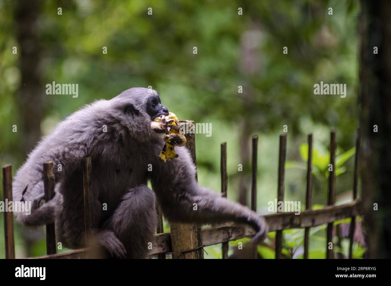 Java Gibbons (190314) -- WEST JAVA, March 14, 2019 -- A Javan silvery gibbon ...