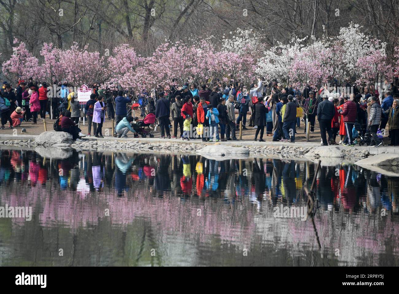 (190318) -- BEIJING, March 18, 2019 (Xinhua) -- Visitors enjoy the cherry blossoms at the Yuyuantan Park in Beijing, capital of China, March 18, 2019. The 31st cherry blossom cultural festival will kick off on Tuesday and the visitors can enjoy a total of 3,000 cherry trees here. (Xinua/Li Jundong) CHINA-BEIJING-YUYUANTAN PARK-CHERRY BLOSSOM (CN) PUBLICATIONxNOTxINxCHN Stock Photo