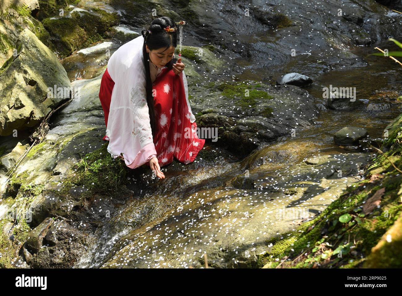 (190319) -- TONGLU, March 19, 2019 (Xinhua) -- A tourist views the fallen wild cherry flower pedals at Tianzidi scenic spot in Tonglu, east China s Zhejiang Province, March 19, 2019. (Xinhua/Weng Xinyang) CHINA-ZHEJIANG-SPRING-WILD CHERRY (CN) PUBLICATIONxNOTxINxCHN Stock Photo