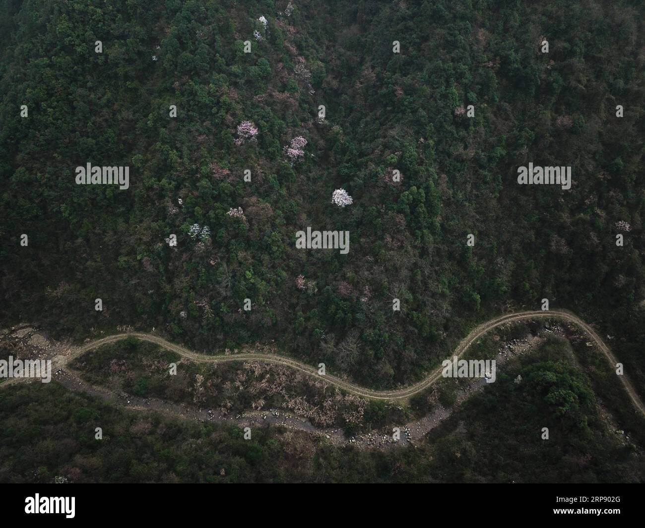 (190319) -- TONGLU, March 19, 2019 (Xinhua) -- Aerial photo taken on March 19, 2019 shows wild cherry flowers at Tianzidi scenic spot in Tonglu, east China s Zhejiang Province. (Xinhua/Weng Xinyang) CHINA-ZHEJIANG-SPRING-WILD CHERRY (CN) PUBLICATIONxNOTxINxCHN Stock Photo