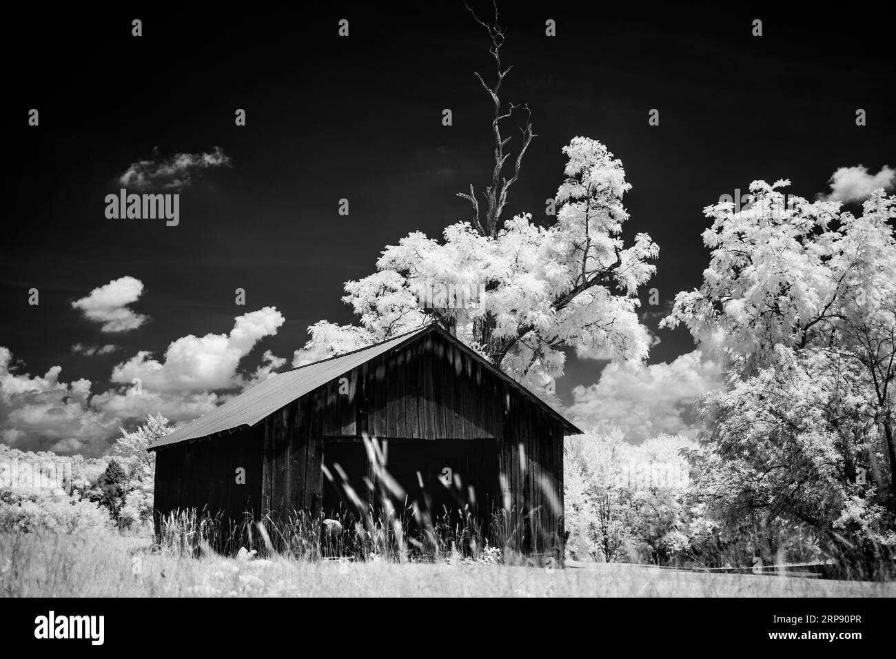 An old and long forgotten tool shed imaged in black and white infrared light on a late summer afternoon. A nearly dead honeylocust is next to the shed Stock Photo