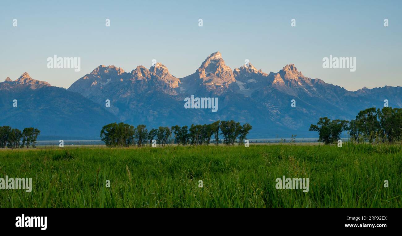 Grass Field and Sparse Lines Of Trees Stand Below Grand Teton Mountain Range Stock Photo