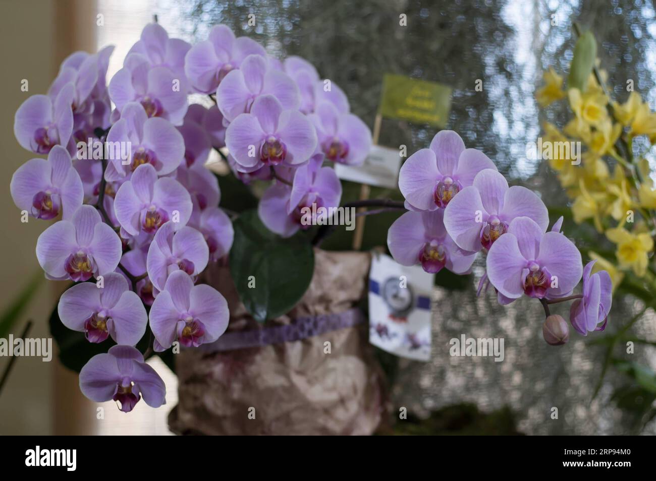 (190323) -- HUNGARY, March 23, 2019 -- Various types of orchids are seen on display at the Asian orchids exhibition in the Agriculture Museum in Vajdahunyad Castle in Budapest, Hungary, on March 22, 2019. ) HUNGARY-BUDAPEST-ASIAN ORCHIDS EXHIBITION AttilaxVolgyi PUBLICATIONxNOTxINxCHN Stock Photo