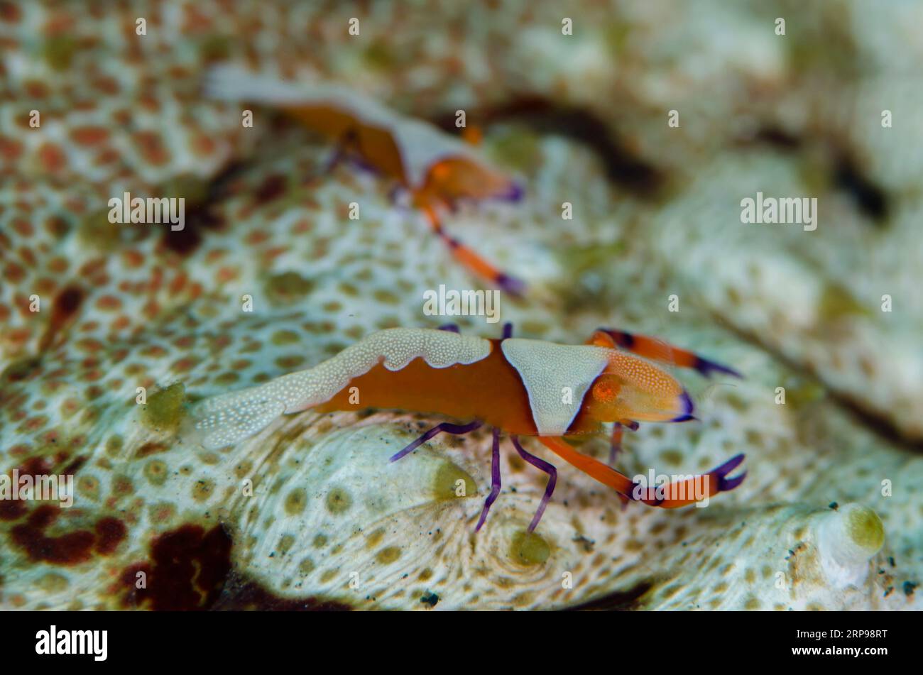 Pair of Emperor Shrimp, Zenopontonia rex, on Amberfish Sea Cucumber, Thelenota anax, Bulakan dive site, Seraya, Karangasem, Bali, Indonesia Stock Photo