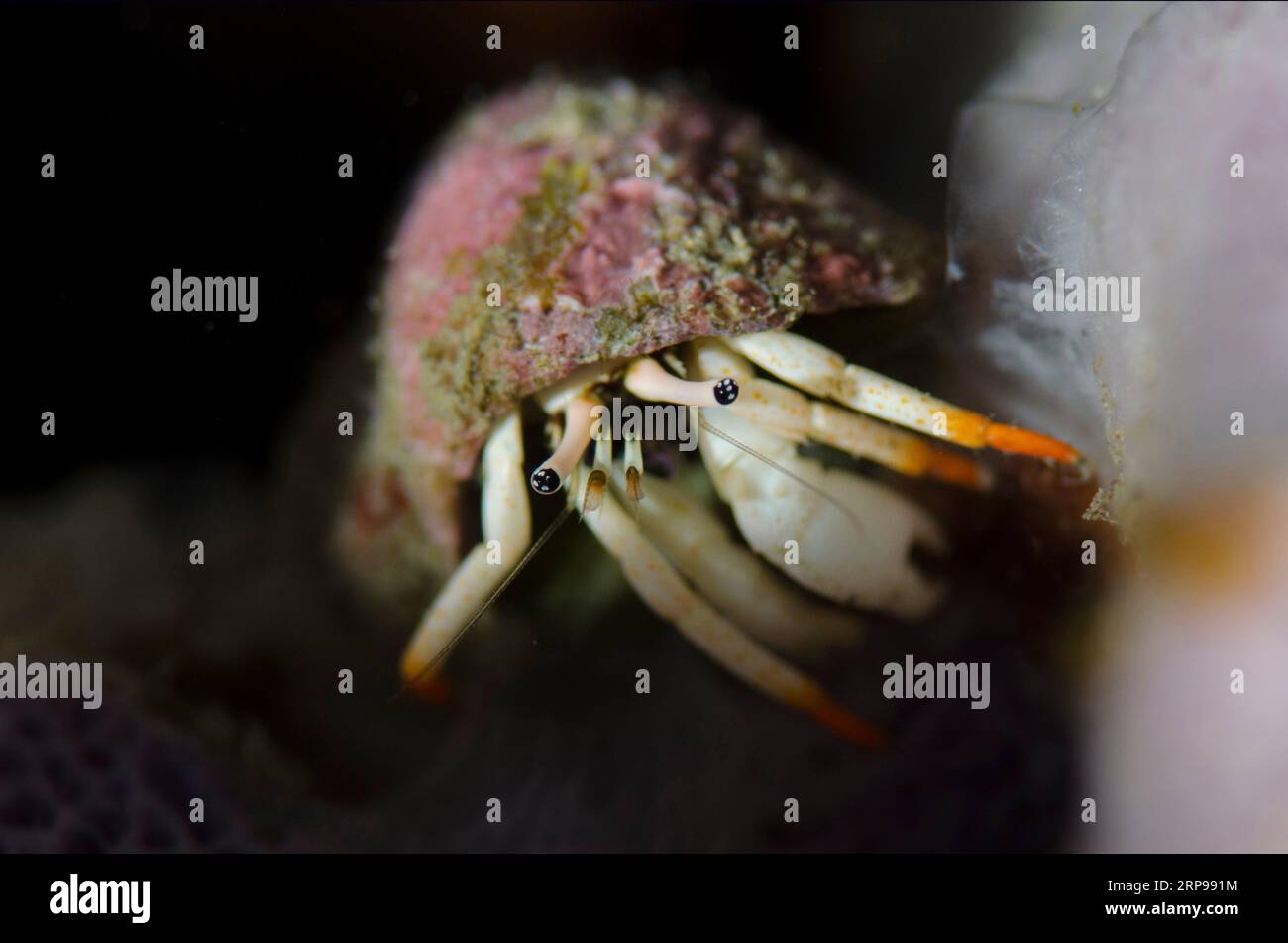 Small White Hermit Crab, Calcinus minutus, in shell, Bulakan dive site, Seraya, Karangasem, Bali, Indonesia Stock Photo