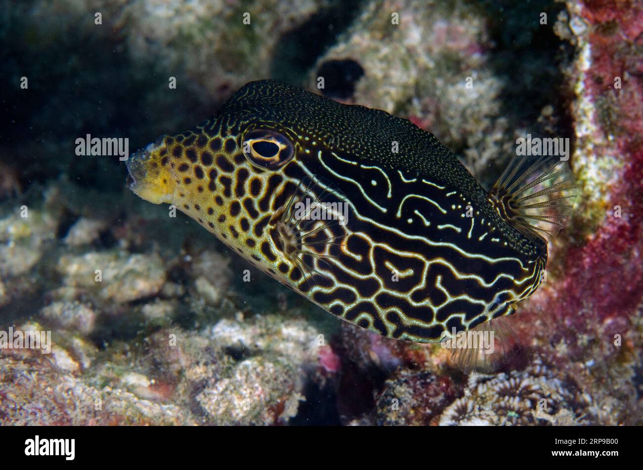 Solar Boxfish, Ostracion solorensis, Sampiri dive site, Bangka Island, north Sulawesi, Indonesia Stock Photo