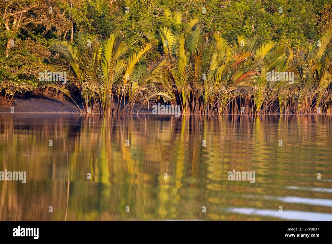 Sundarbans, Bangladesh: Sundarbans Mangrove forest, the largest