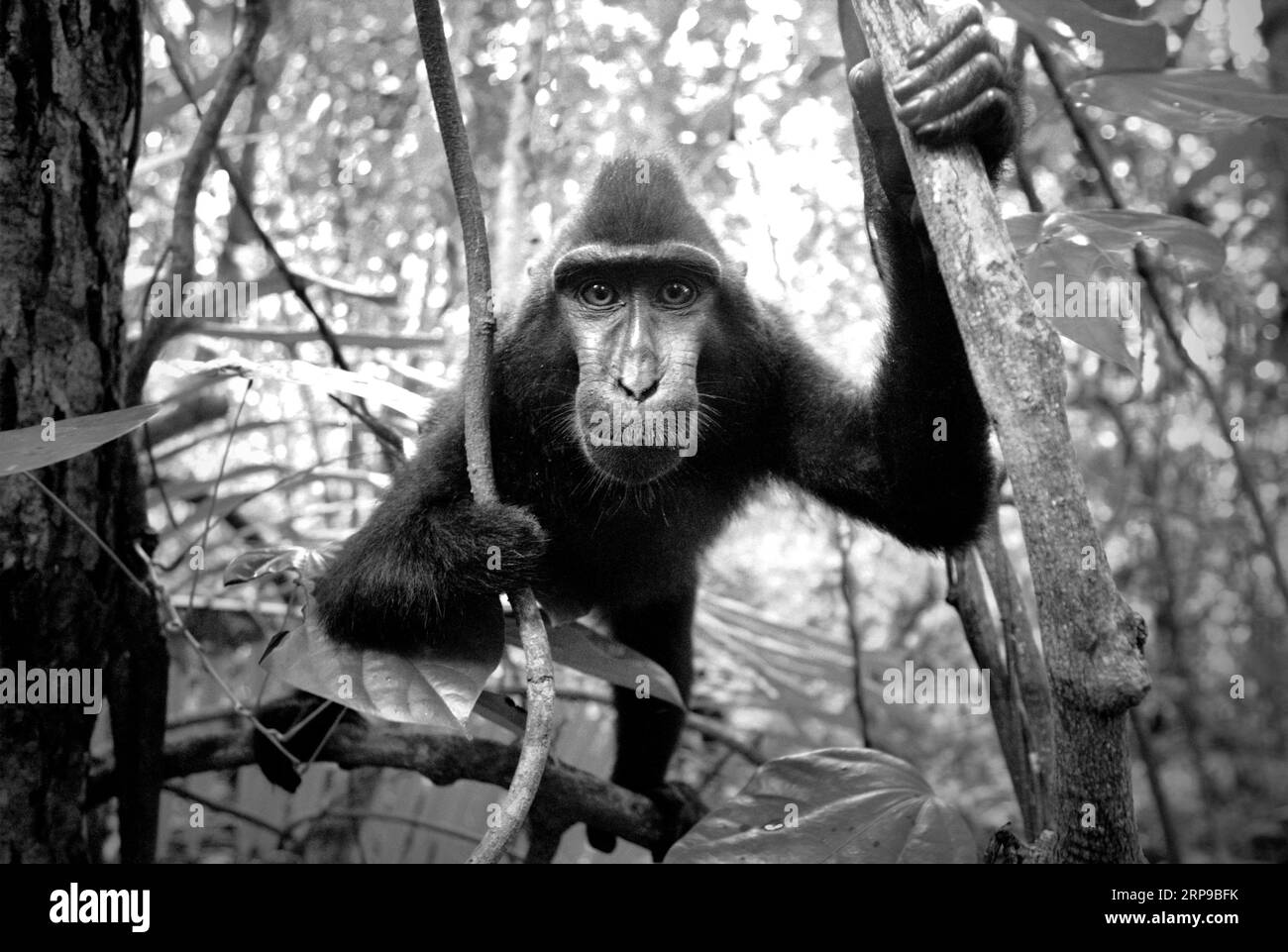 Portrait of a Sulawesi black-crested macaque (Macaca nigra) that has lost its right hand by a poacher's trap in Tangkoko Nature Reserve, North Sulawesi, Indonesia. Macaca nigra is one of the 25 most endangered primates on earth, according to Macaca Nigra Project, an organization focusing on research and conservation of this endemic primate. At least 1,700 traps have been collected in 16 years, they reported. Besides poaching, the species is facing habitat loss and other kind of ecological threats caused by human activities. Macaca Nigra Project predicts that the species could be going extinct Stock Photo