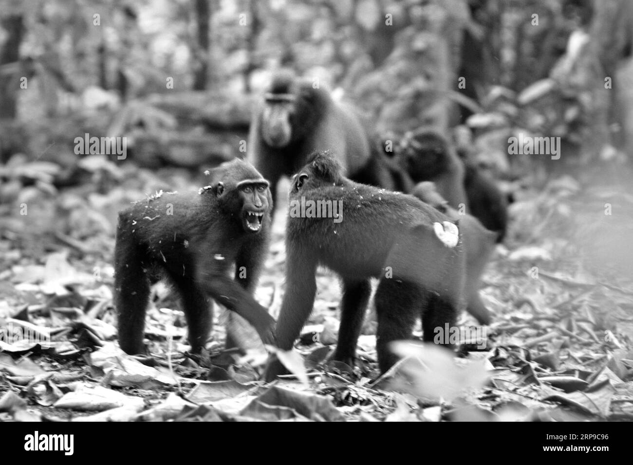 Aggressive behaviors between young Sulawesi crested macaques (Macaca nigra) are photographed in Tangkoko forest, North Sulawesi, Indonesia. Primate scientists have found that fighting or chasing each others are part of crested macaque's social activities. Aggressive manual contacts occurred frequently and are very normal, and are often followed by retaliation and reconciliation--a fact that has helped building the reputation of crested macaque as a highly socially tolerant species. Meanwhile, climate change may reduce the habitat suitability of primate species, that could force them to move... Stock Photo