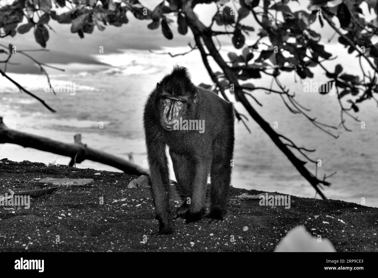 A Sulawesi black-crested macaque (Macaca nigra) stares while being photographed, as it is standing on a beach in Tangkoko forest, North Sulawesi, Indonesia. Climate change and disease are emerging threats to primates, while crested macaque belongs to the 10% of primate species that are highly vulnerable to droughts. A recent report revealed that the temperature is indeed increasing in Tangkoko forest, and the overall fruit abundance decreased. 'In a warmer future, they (primates) would have to adjust, resting and staying in the shade during the hottest times of the day. Stock Photo