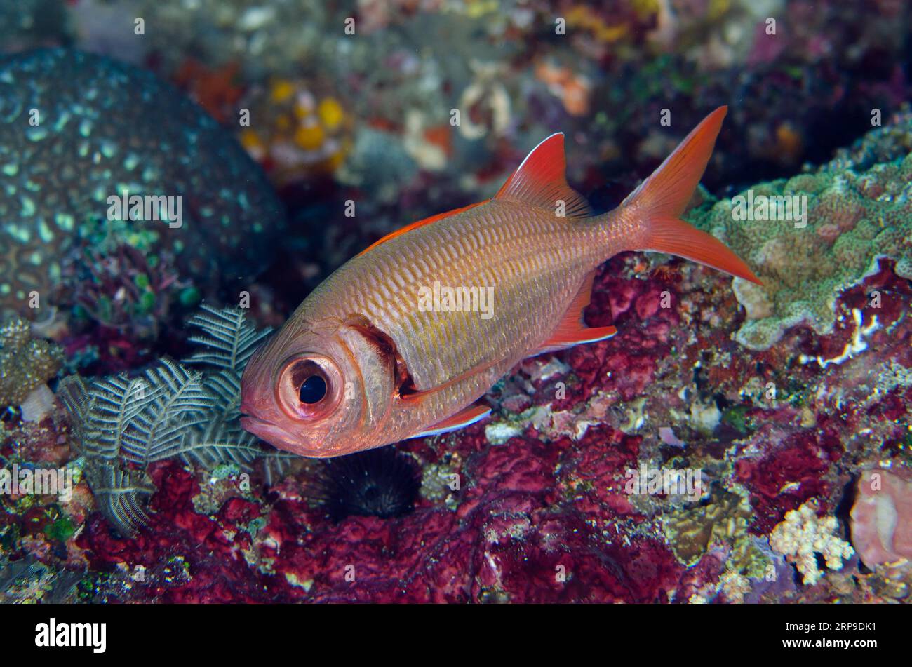 Epaulette Soldierfish, Myripristis kuntee, Batu Gosoh dive site, Bangka Island, north Sulawesi, Indonesia Stock Photo