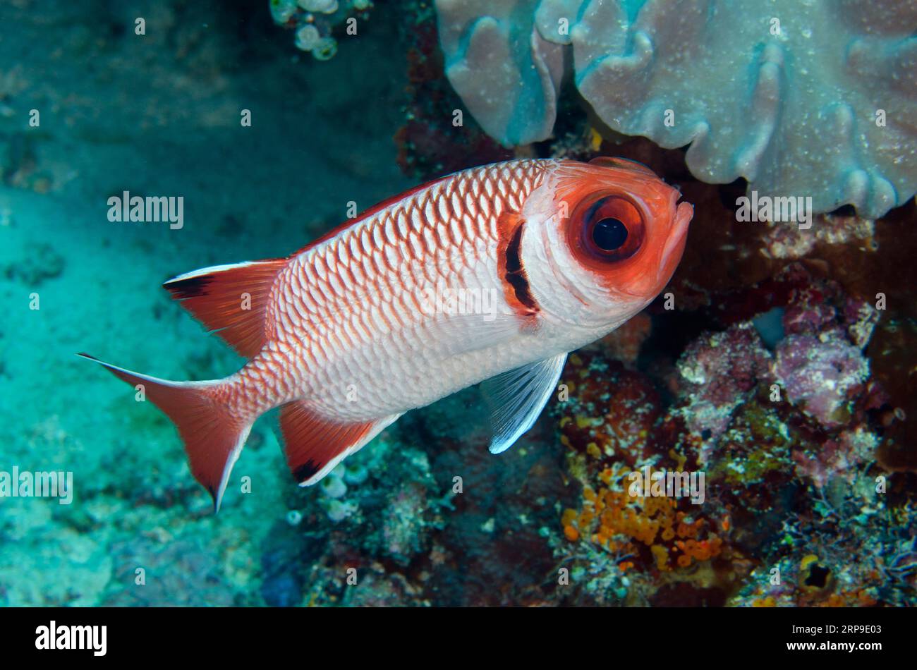 Splendid Soldierfish, Myripristis botche, Tanjung Usi 1 dive site, Bangka Island, north Sulawesi, Indonesia Stock Photo