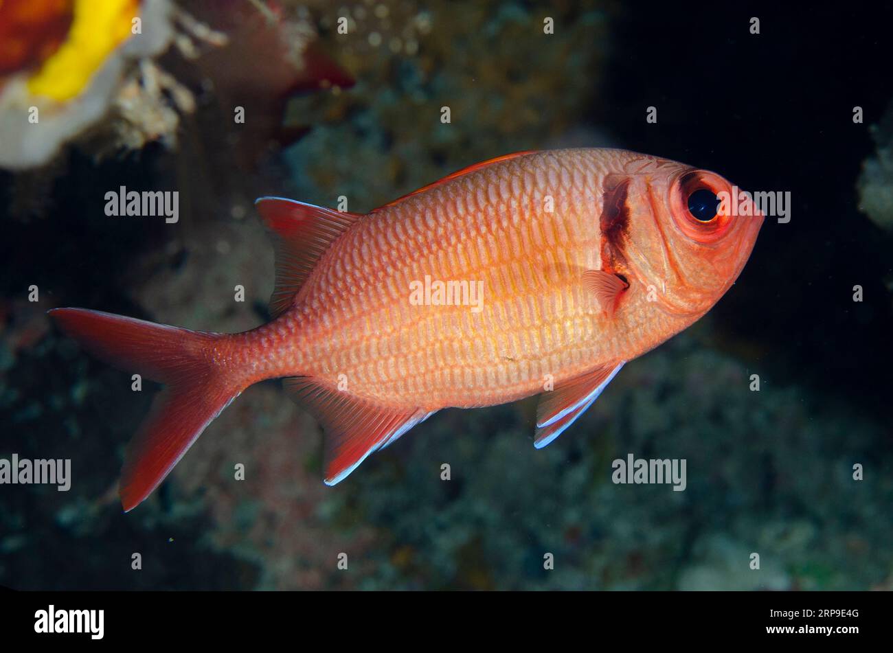 Epaulette Soldierfish, Myripristis kuntee, Tanjung Usi 1 dive site, Bangka Island, north Sulawesi, Indonesia Stock Photo