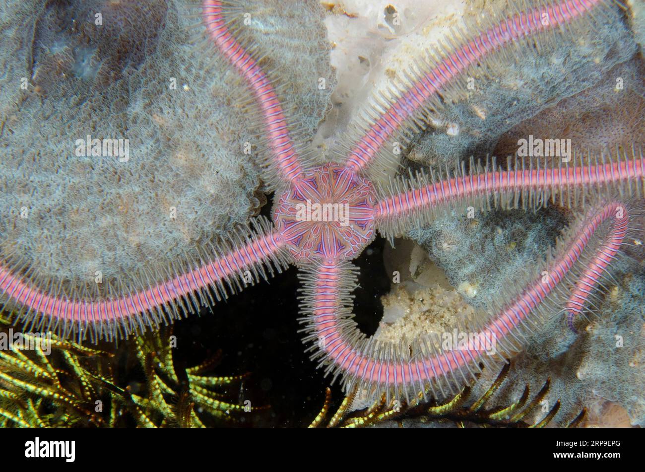 Brittle Star, Ophiothrix sp, Yellow Coco dive site, Bangka Island, north Sulawesi, Indonesia Stock Photo