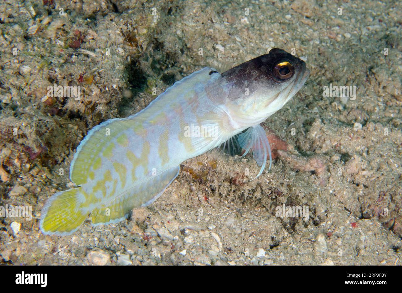 Gold-specs Jawfish, Opistognathus randalli, Yellow Coco dive site, Bangka Island, north Sulawesi, Indonesia Stock Photo