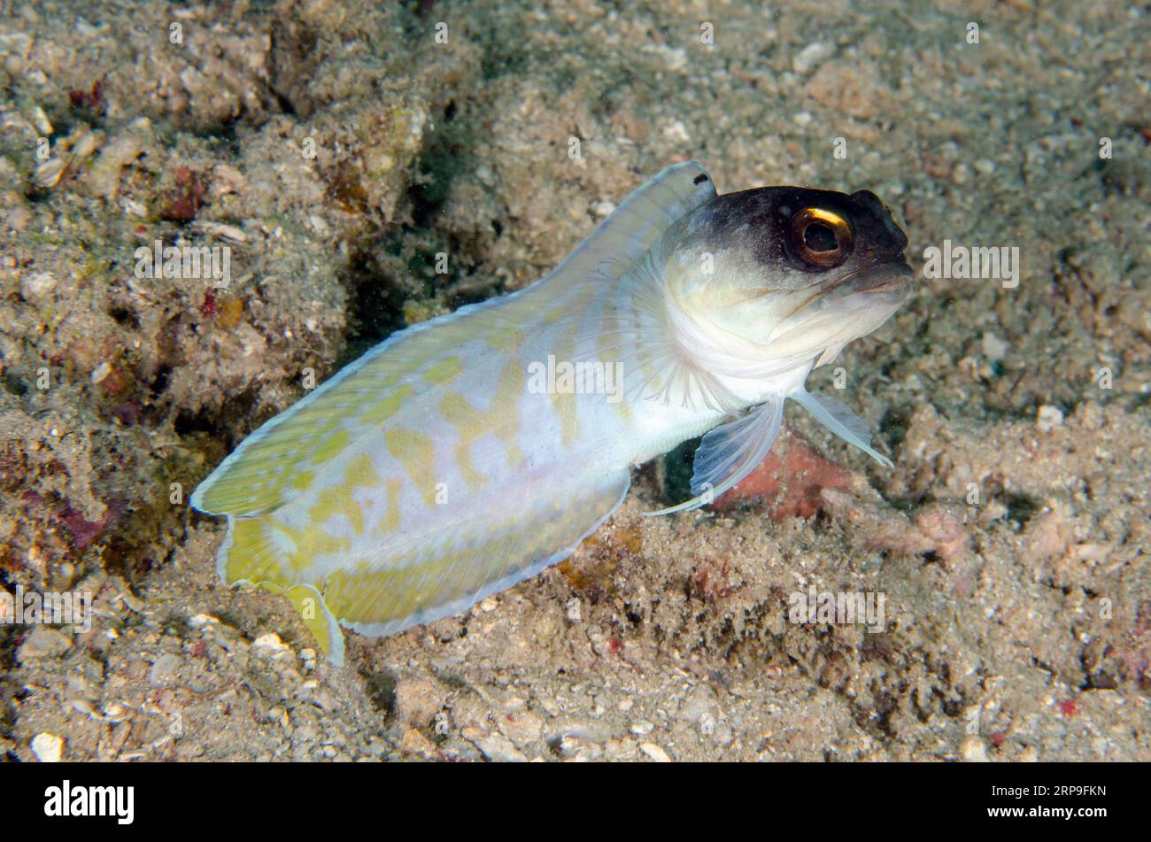 Gold-specs Jawfish, Opistognathus randalli, Yellow Coco dive site, Bangka Island, north Sulawesi, Indonesia Stock Photo