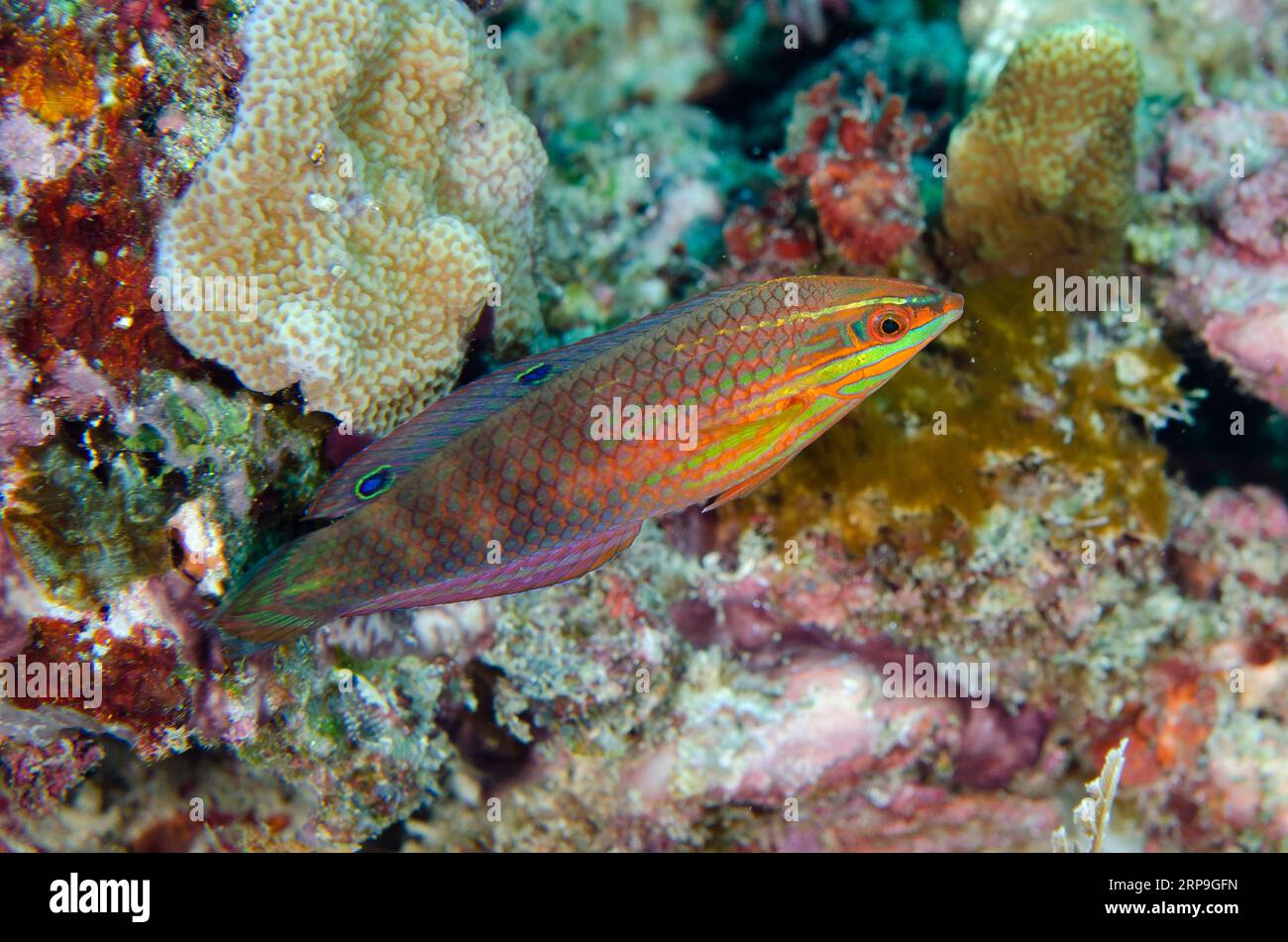 Twospot Wrasse, Halichoeres biocellatus, Batu Gosoh dive site, Bangka Island, north Sulawesi, Indonesia Stock Photo