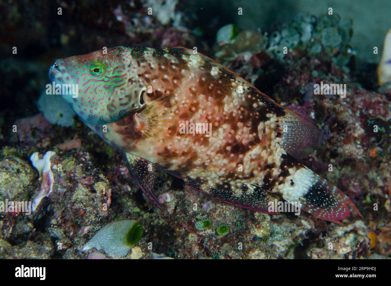 Floral Wrasse, Cheilinus chlorourus, Murex House Reef dive site, Bangka Island, north Sulawesi, Indonesia Stock Photo