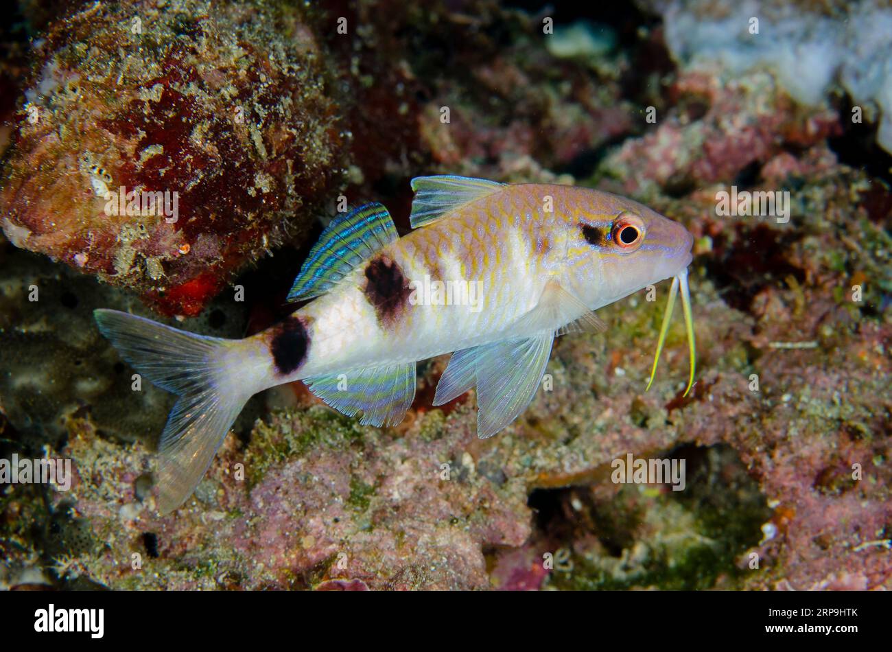 Manybar Goatfish, Parupeneus multifasciatus, Sabora dive site, Bangka Island, north Sulawesi, Indonesia Stock Photo