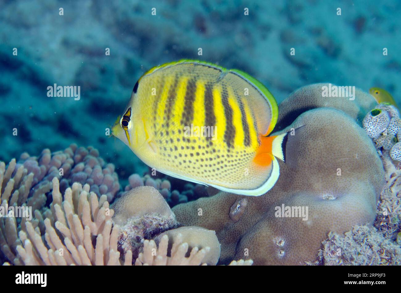 Spot-Banded Butterflyfish, Chaetodon punctatofasciatus, Tanjung Usi 2 dive site, Bangka Island, north Sulawesi, Indonesia Stock Photo