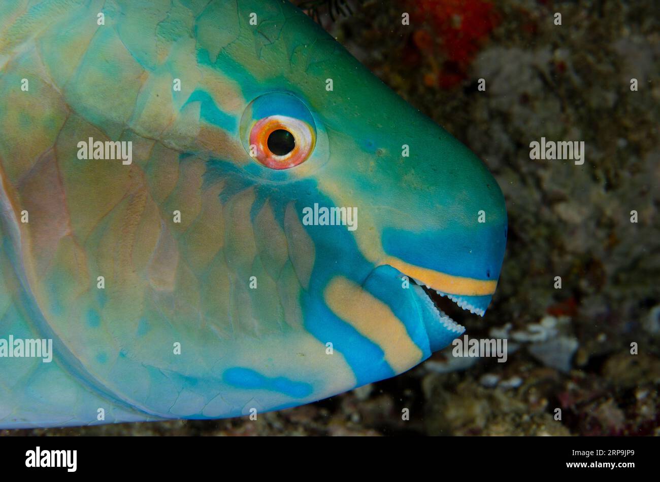 Ember Parrotfish, Scarus rubroviolaceus, night dive, Murex House Reef dive site, Bangka Island, north Sulawesi, Indonesia Stock Photo