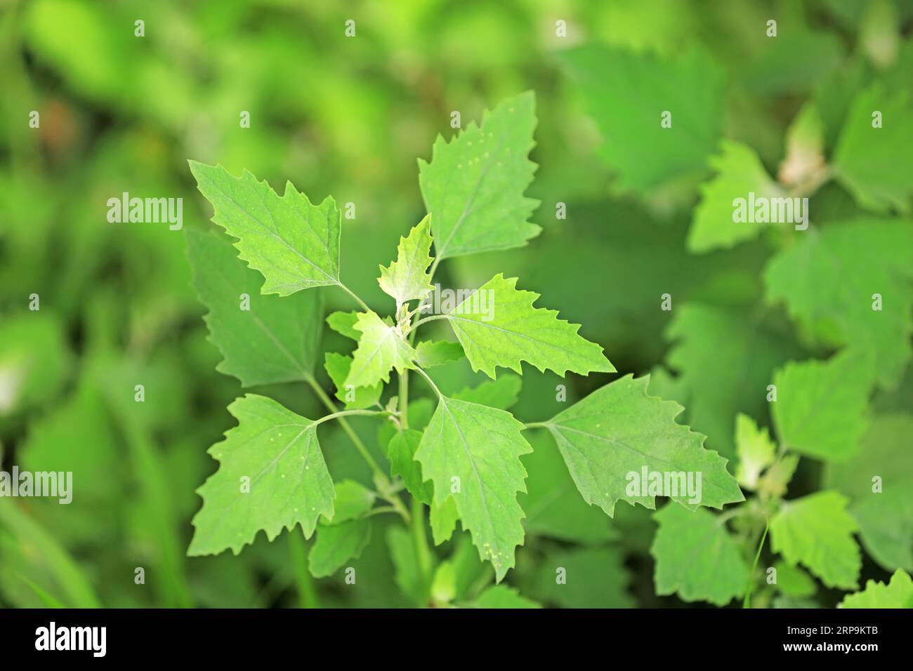 Chenopodiaceae annual herbs in the field Stock Photo