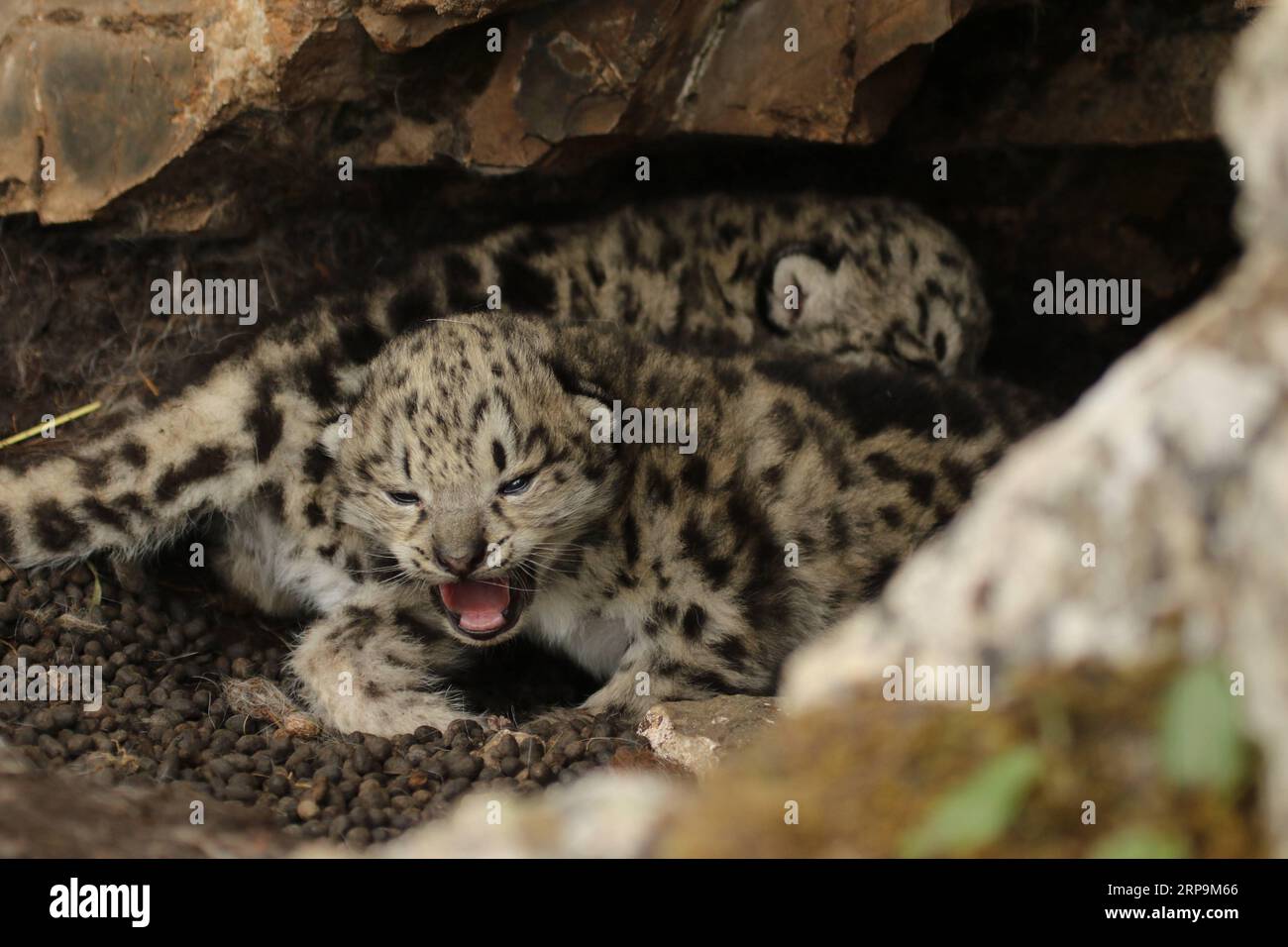 (190411) -- BEIJING, April 11, 2019 -- Photo taken on June 16, 2017 shows snow leopard cubs in bushes in Gaduo Township of Chengduo County under Yushu Tibetan Autonomous Prefecture, northwest China s Qinghai Province. Li Yuhan can still vividly remember when she encountered snow leopards two years ago at Sanjiangyuan, meaning source for three rivers, in northwest China s Qinghai Province. I was with a scientific survey team, and we were heading toward a mountain top in Namsel Township of Yushu Tibetan Autonomous Prefecture, said Li, a student of Peking University. I saw seven snow leopards on Stock Photo
