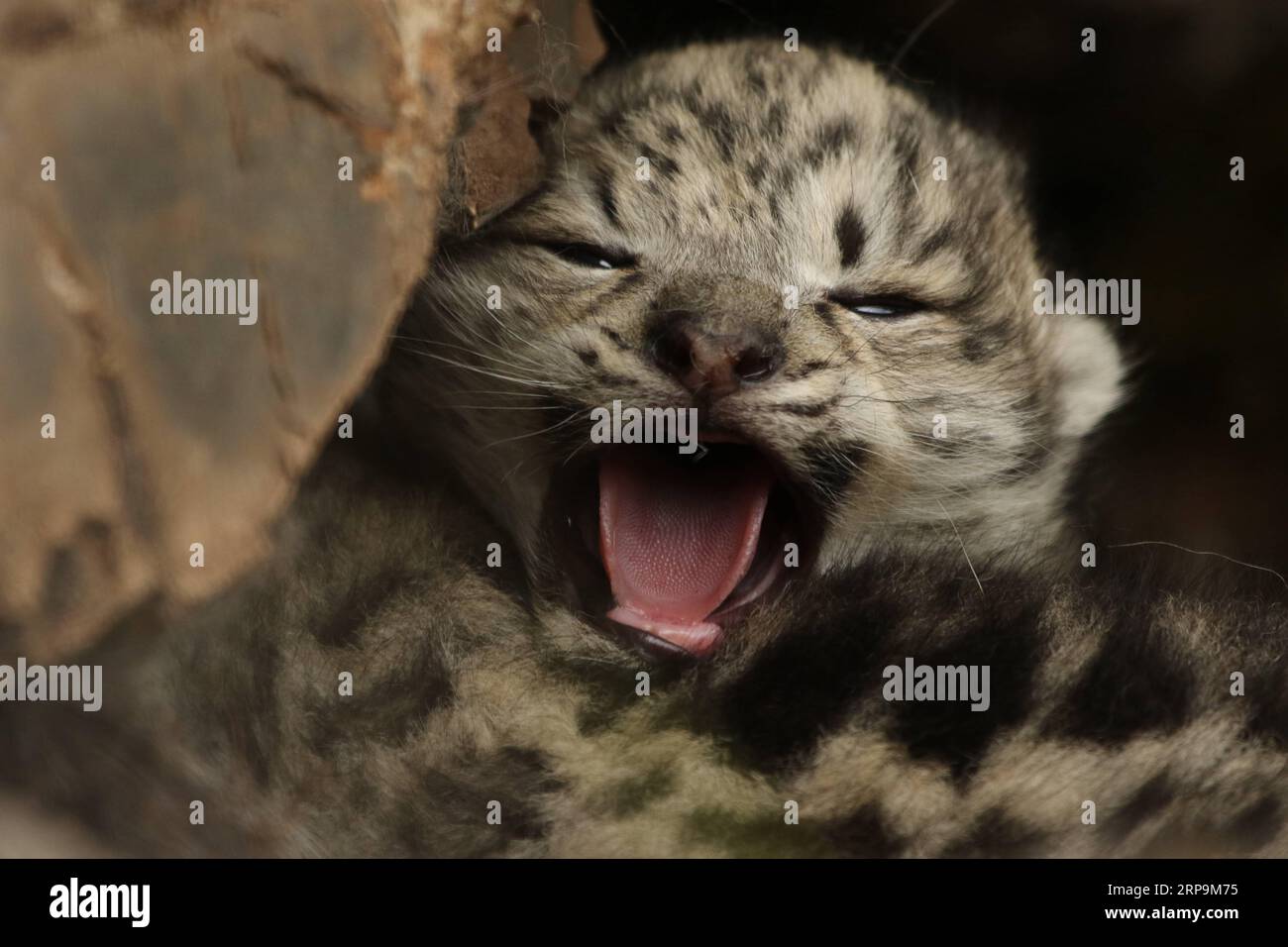 (190411) -- BEIJING, April 11, 2019 -- Photo taken on June 16, 2017 shows a snow leopard cub in bushes in Gaduo Township of Chengduo County under Yushu Tibetan Autonomous Prefecture, northwest China s Qinghai Province. Li Yuhan can still vividly remember when she encountered snow leopards two years ago at Sanjiangyuan, meaning source for three rivers, in northwest China s Qinghai Province. I was with a scientific survey team, and we were heading toward a mountain top in Namsel Township of Yushu Tibetan Autonomous Prefecture, said Li, a student of Peking University. I saw seven snow leopards on Stock Photo