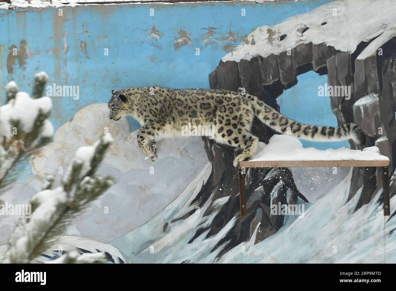 (190411) -- BEIJING, April 11, 2019 (Xinhua) -- A snow leopard jumps in the snow-covered Xining Wildlife Park in Xining, capital of northwest China s Qinghai Province, on Nov. 7, 2018. Li Yuhan can still vividly remember when she encountered snow leopards two years ago at Sanjiangyuan, meaning source for three rivers, in northwest China s Qinghai Province. I was with a scientific survey team, and we were heading toward a mountain top in Namsel Township of Yushu Tibetan Autonomous Prefecture, said Li, a student of Peking University. I saw seven snow leopards on that single day. Li said it was a Stock Photo