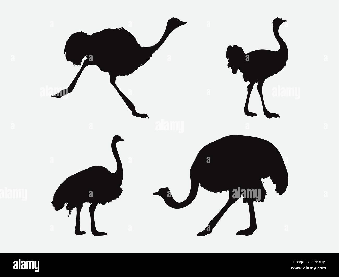 Elegant Ostrich Silhouettes Collection, Graceful Bird Illustrations in Various Poses and Styles Stock Vector
