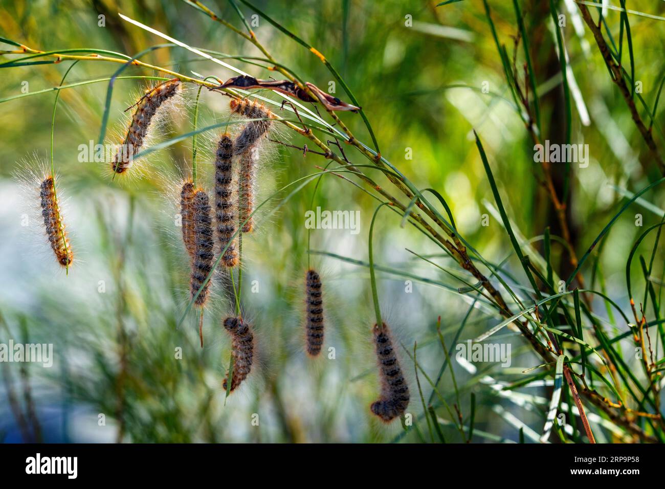 Group of hairy caterpillars hanging from tree branch. Stanthorpe Queensland Australia Stock Photo