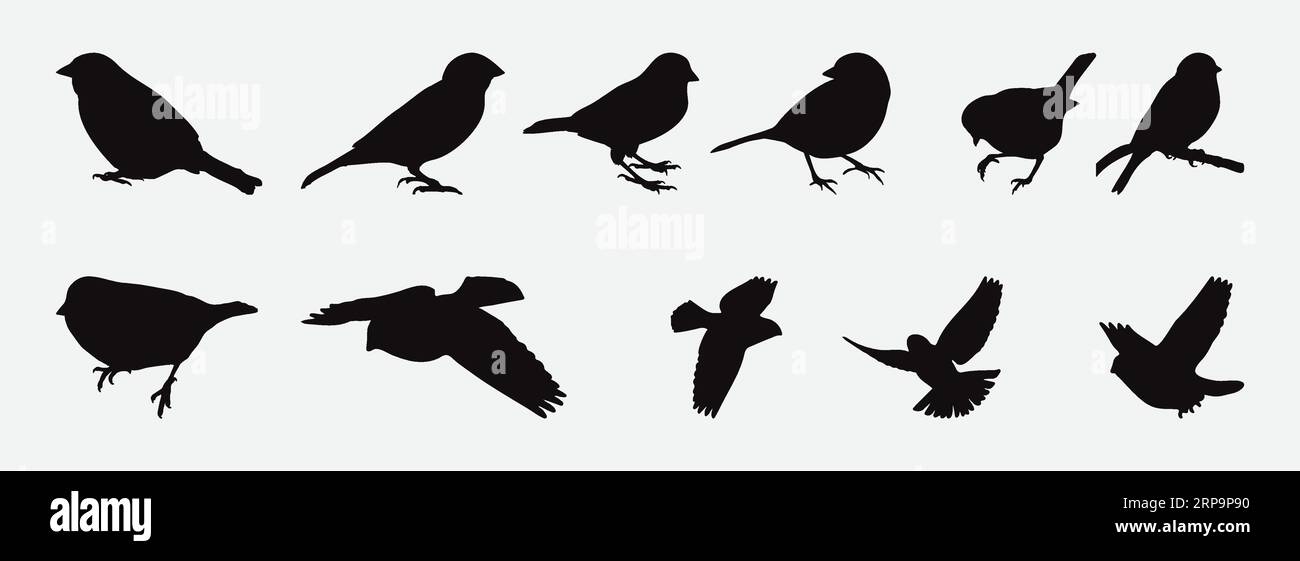 BRPROUD | Science: Why do some birds fly in V formation?