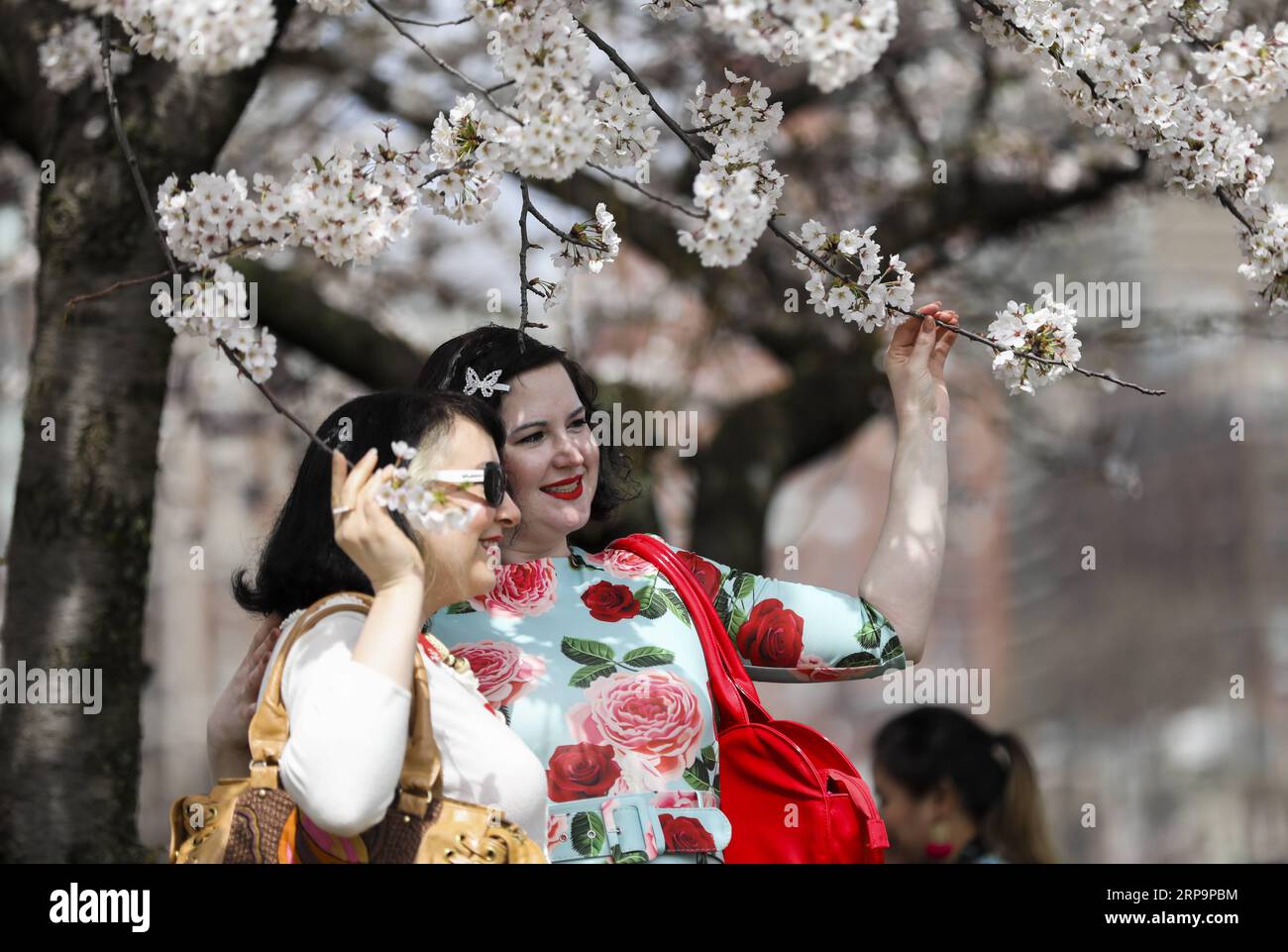 Chery blossom festival hi-res stock photography and images - Alamy