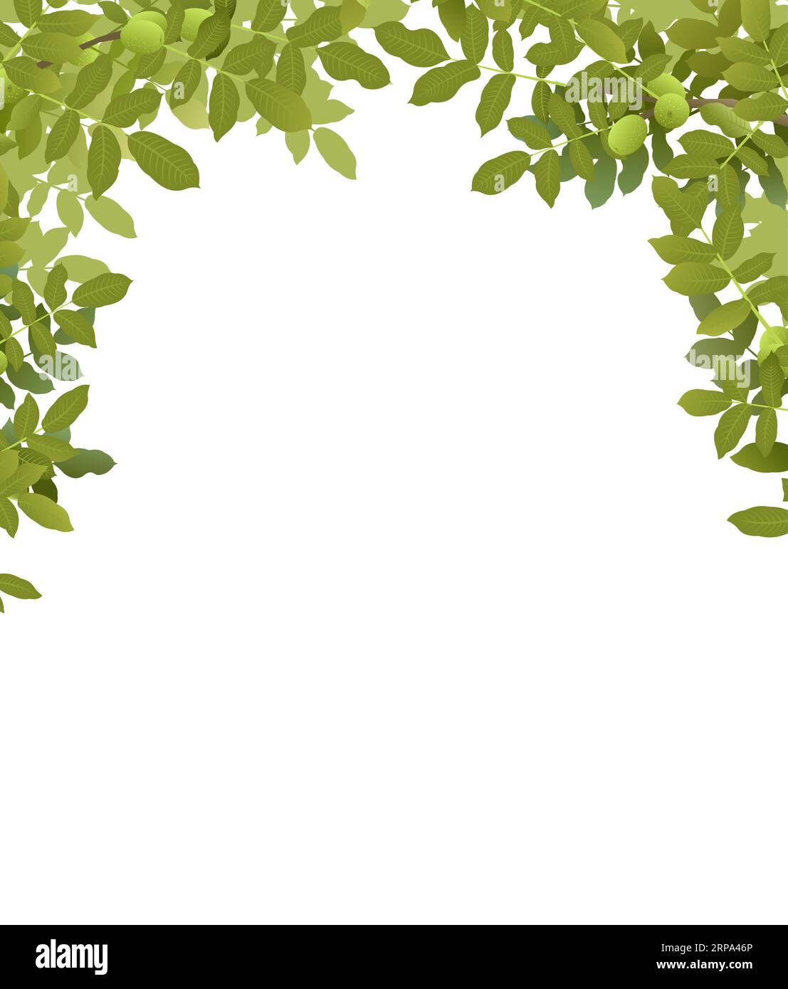 Walnut tree fruits Stock Vector Images - Alamy