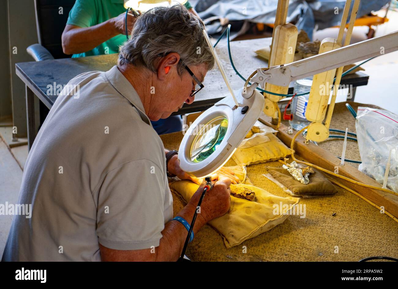 Volunteers cleaning fossilised dinosaur bones at the Age of Dinosaurs
