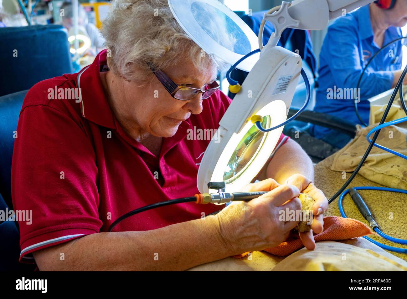Volunteers cleaning fossilised dinosaur bones at the Age of Dinosaurs
