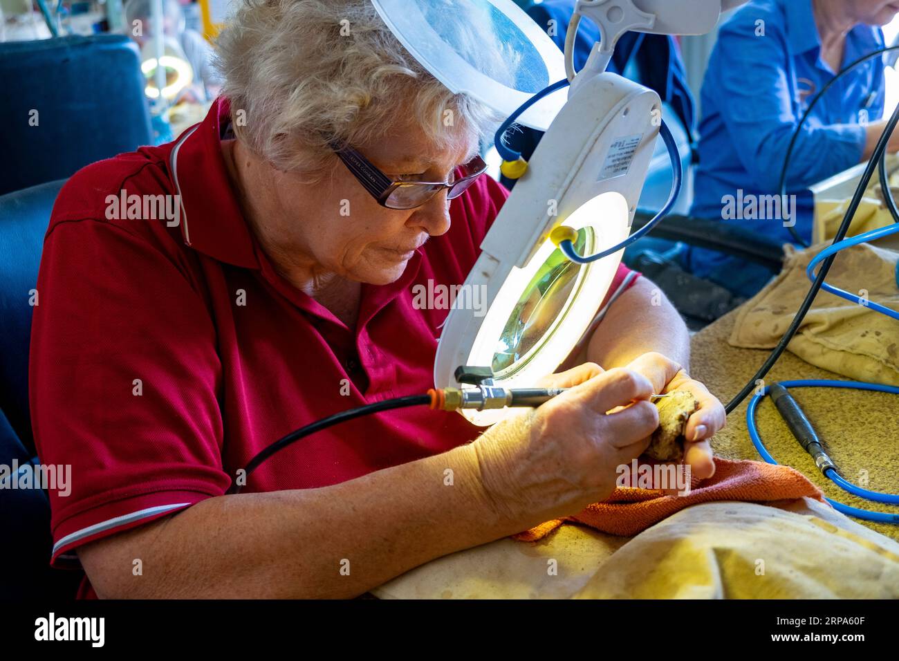 Volunteers cleaning fossilised dinosaur bones at the Age of Dinosaurs