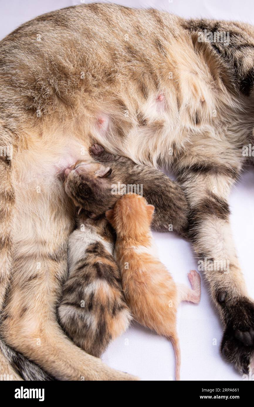 A mother cat and her litter of kittens snuggling together on a white background, creating a