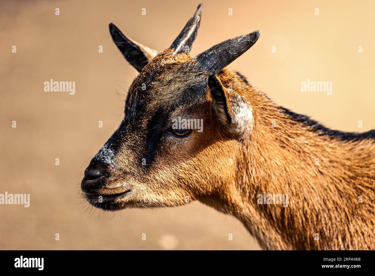 A white goat stands in a desert landscape, its horns pointing forward as it surveys its surroundings Stock Photo