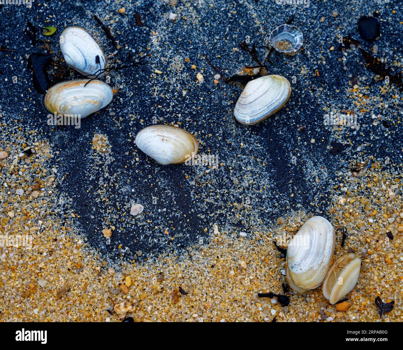 Background: nature's art graphic resource. Golden and blue sands with seashells arranged by the sea at Bark Bay, Abel Tasman National Park Stock Photo