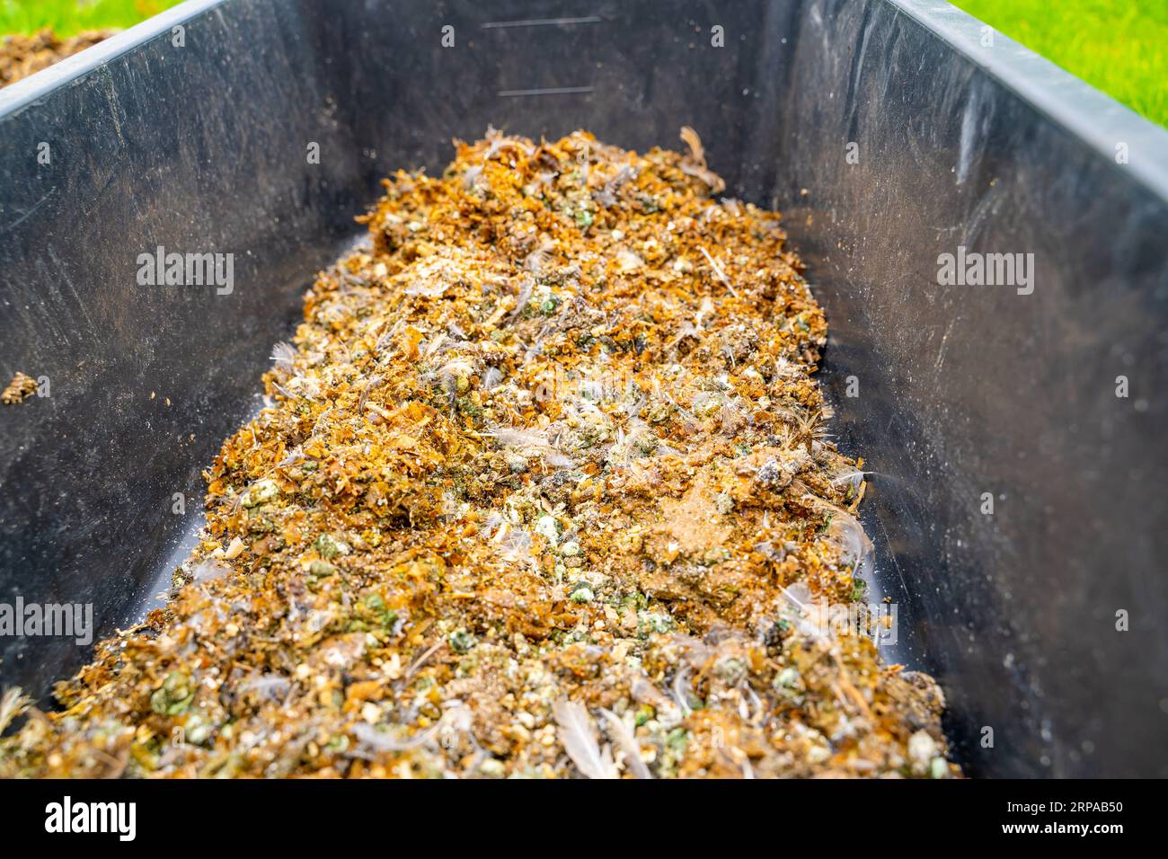 Plastic container with quail manure with sawdust, closeup.Drying