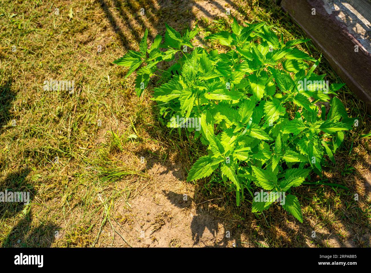 A bush of growing nettle on a sunny summer day. Growing nettles on a