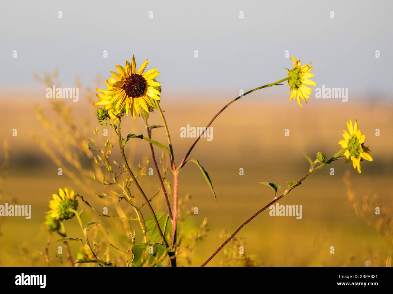 Beautiful yellow sunflower, aster wildflower, in Colorado prairie Stock Photo