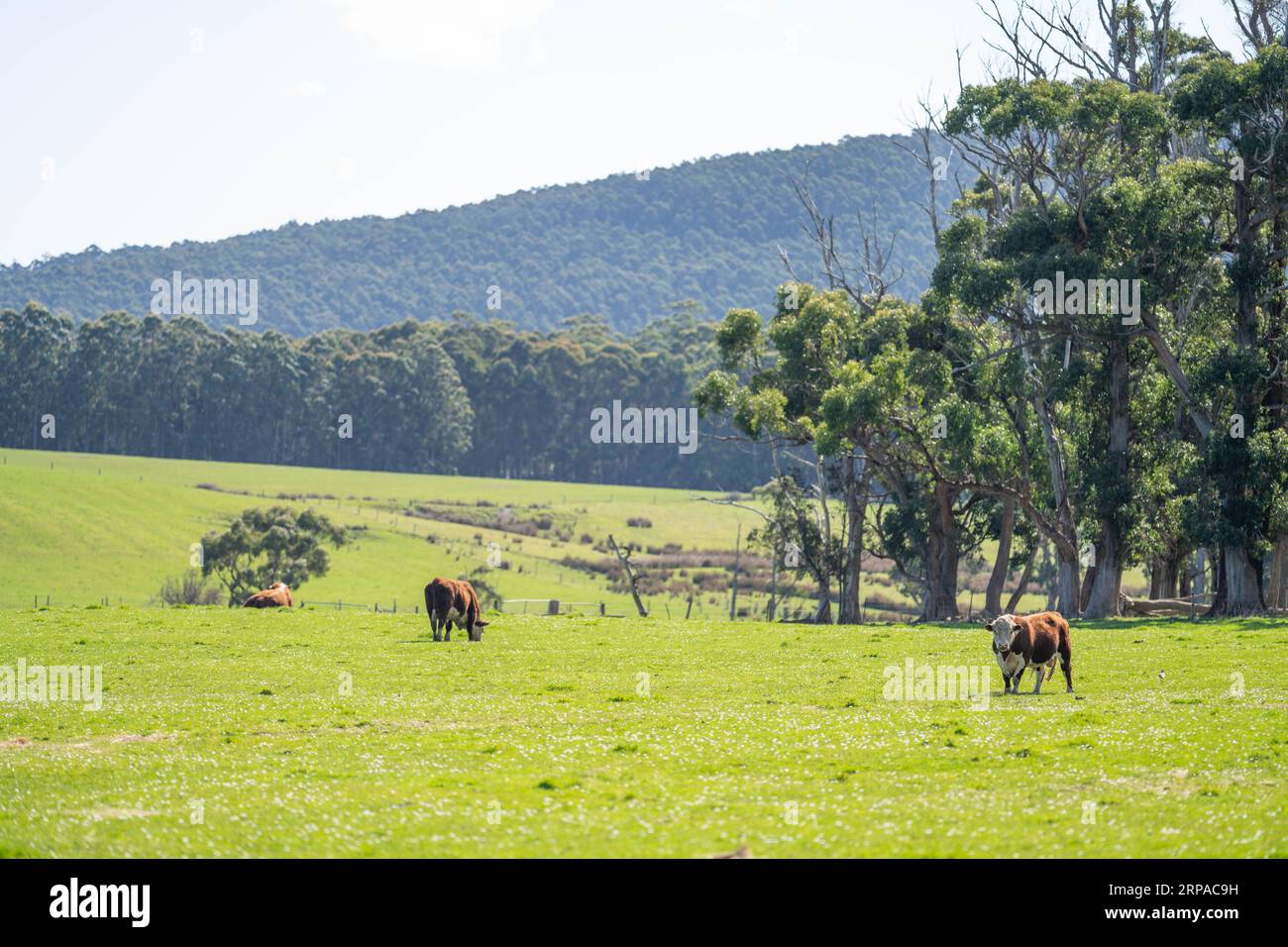 organic, regenerative, sustainable agriculture farm producing stud