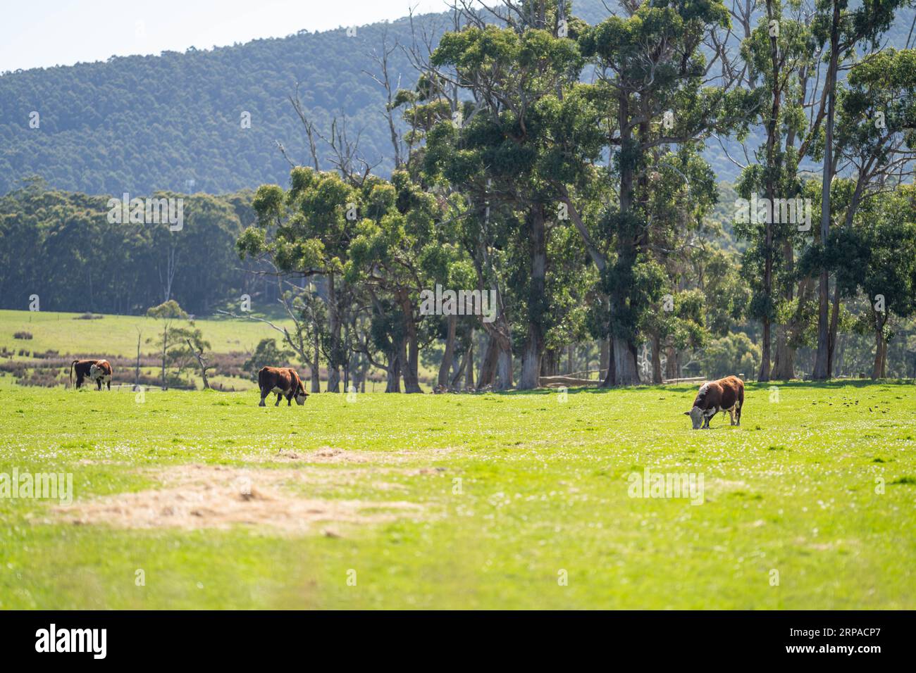 organic, regenerative, sustainable agriculture farm producing stud
