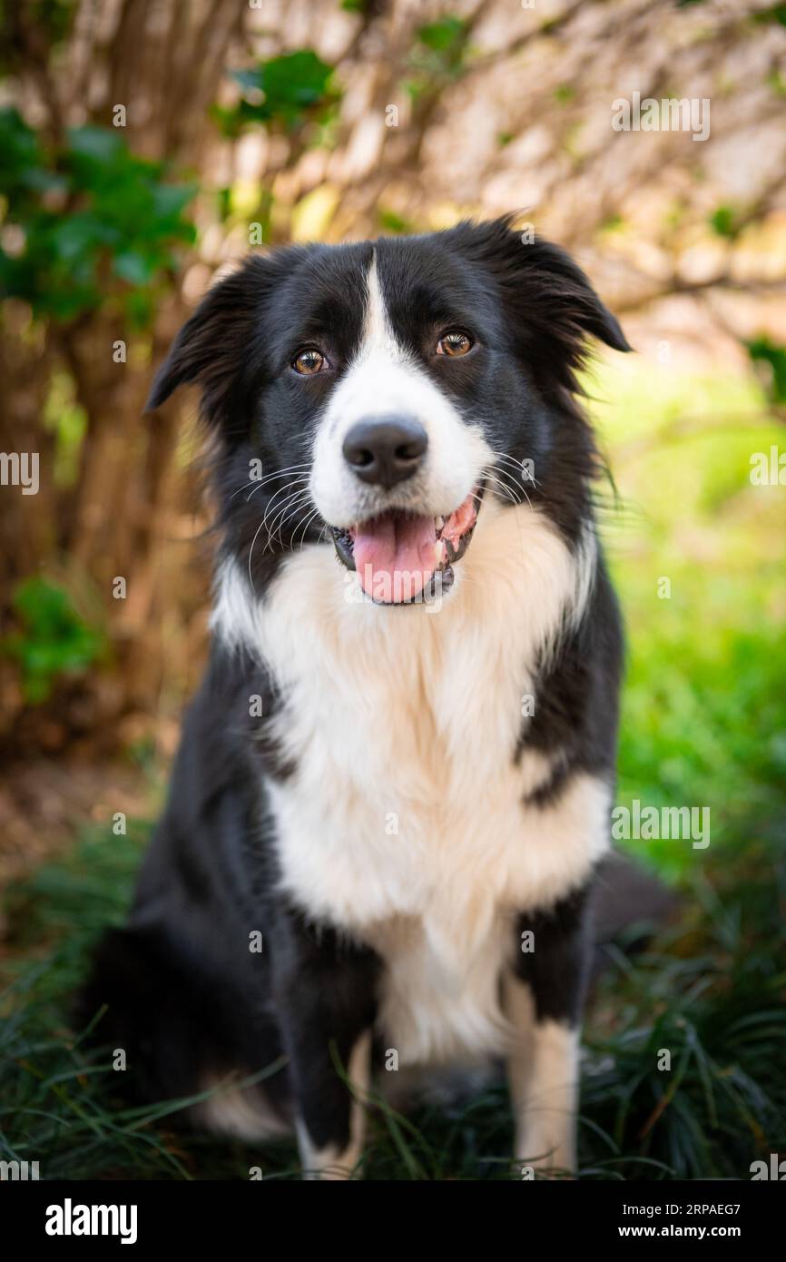 Portrait of a beautiful Border Collie puppy sitting on the grass in the  garden Stock Photo - Alamy