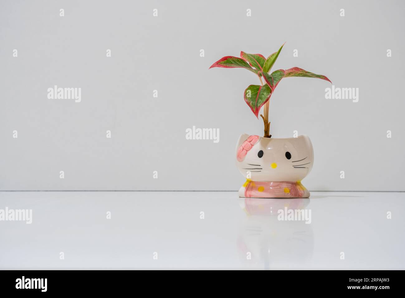 Ceramic flower pot, cute baby cat face, desktop Succulent planter, white isolated background, home interior decoration. Stock Photo