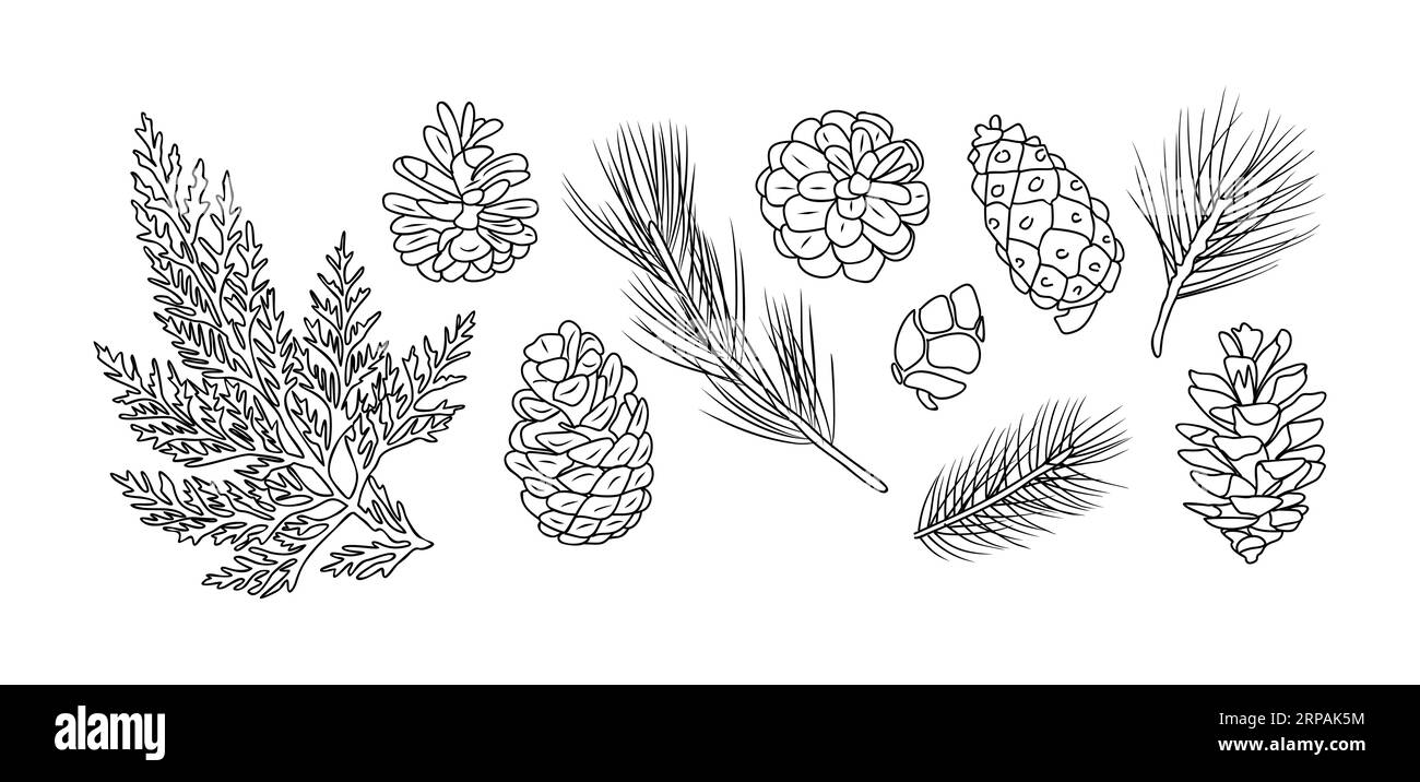 Set of fir branches and pine cones line art vector Stock Vector