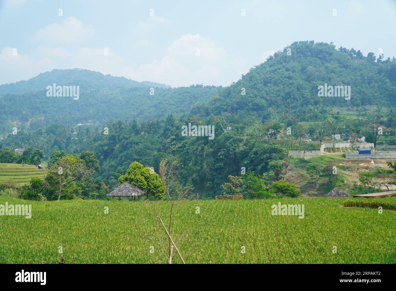 Green rice terrace with gazebo in the middle. Beautiful mountain ...